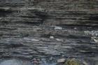 Upper Carboniferous or Namurian aged Tullig Formation silts and mud. Climbing ripples in rythmic silts and mud interbeds. Depositional setting interpreted to be a delta front with the climbing ripple facies formed within wave base (Andy Pulham personal comunication & Martinsen et al., 2008).
